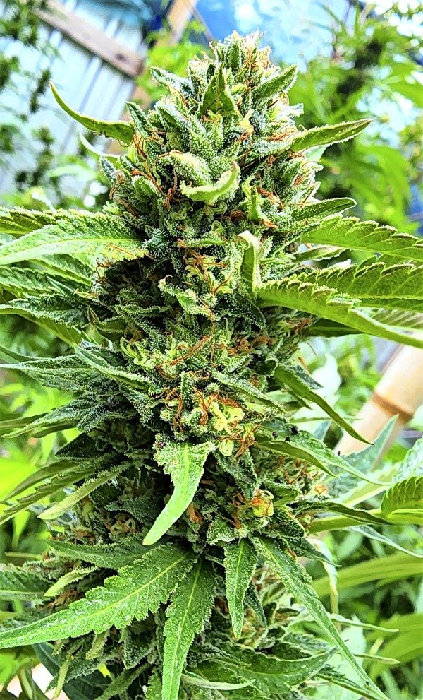 Producto - XILENO HAZE