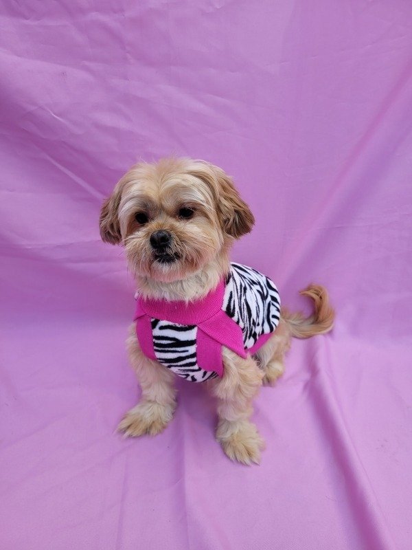 Producto - Chaleco polar soft CEBRA CON FUCSIA talle 2