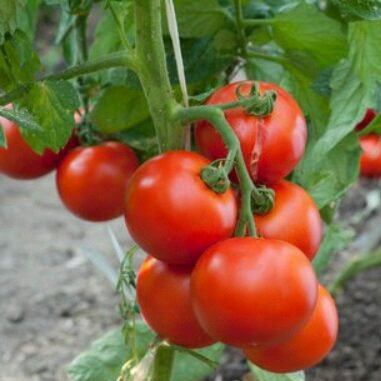 Producto - Tomate Platense