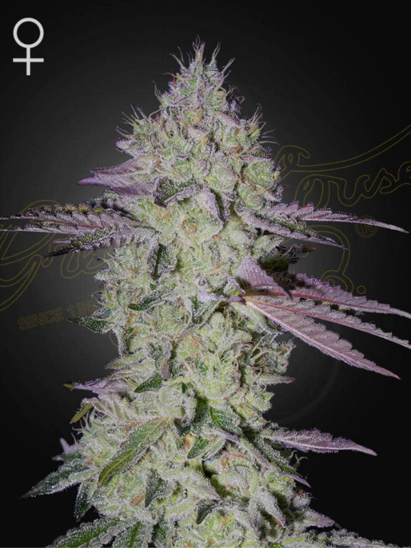 Producto - Tarte Tatin x3 - Greenhouse Seeds
