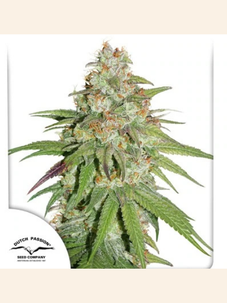 Producto - Glueberry OG x3 - Dutch Passion