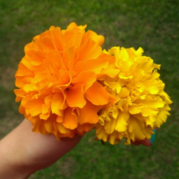Producto - Tagetes grande