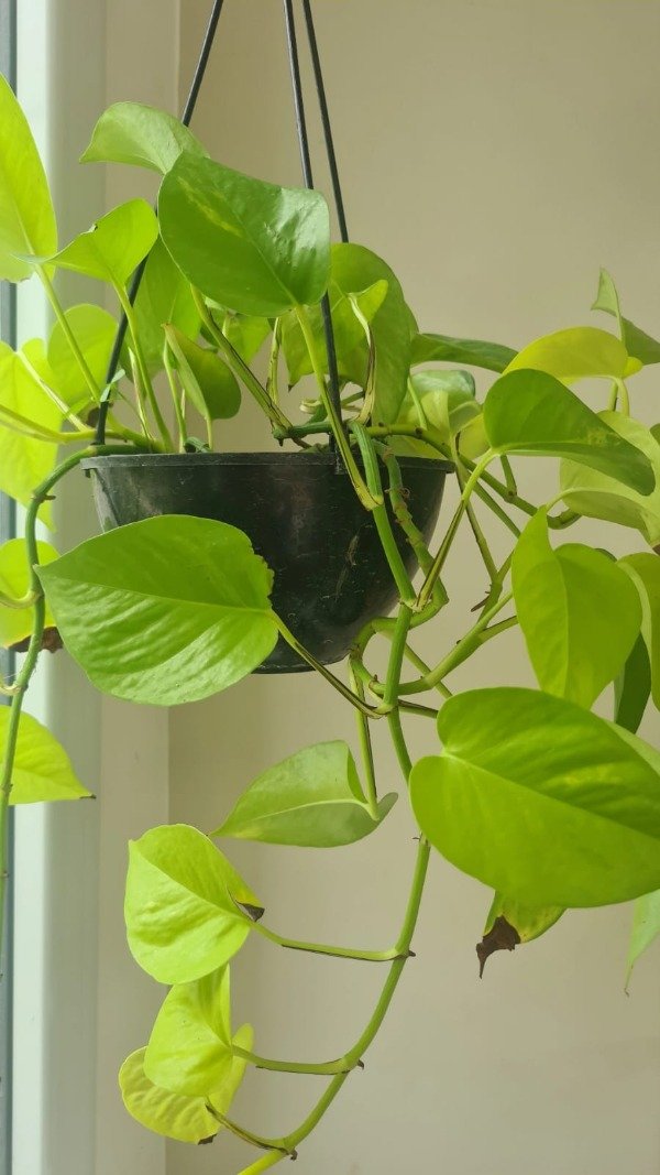 Producto - Potus Limon