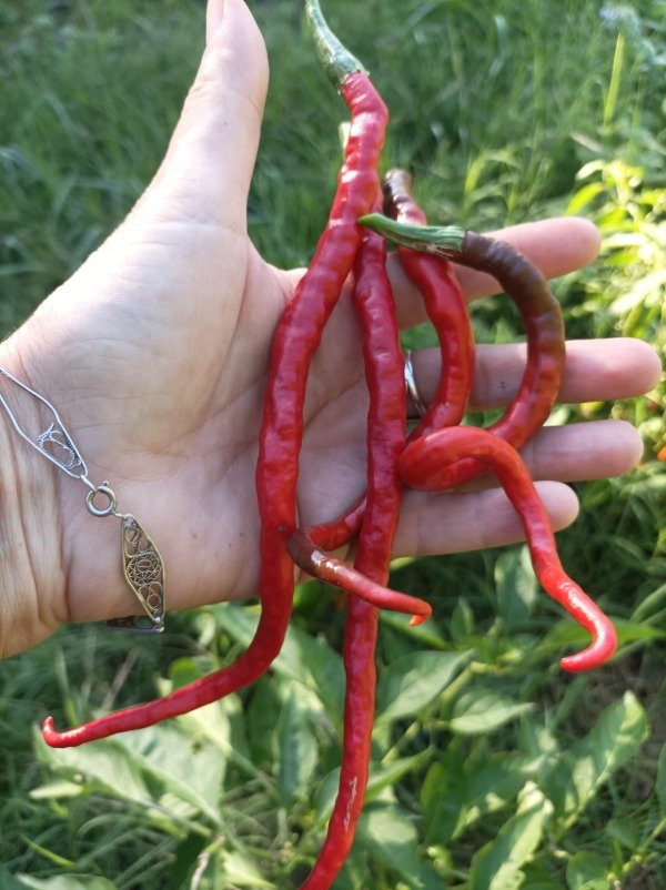 Producto - Ají picante Thunder Longhorn - 2