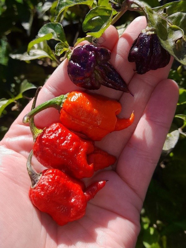 Producto - 10 Semillas de Ají Carolina Reaper Purple - 0