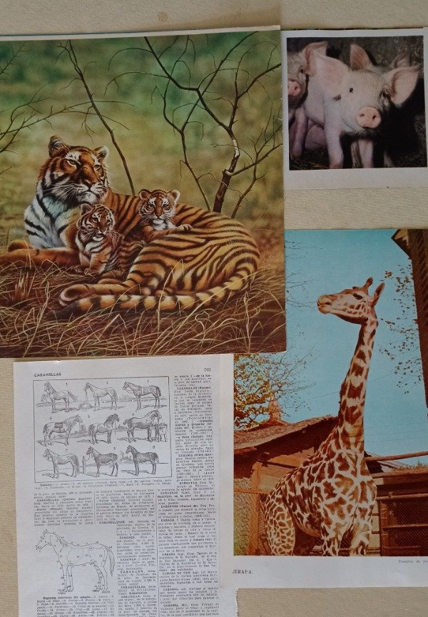 Producto - Imágenes animales mamíferos - 30 unidades