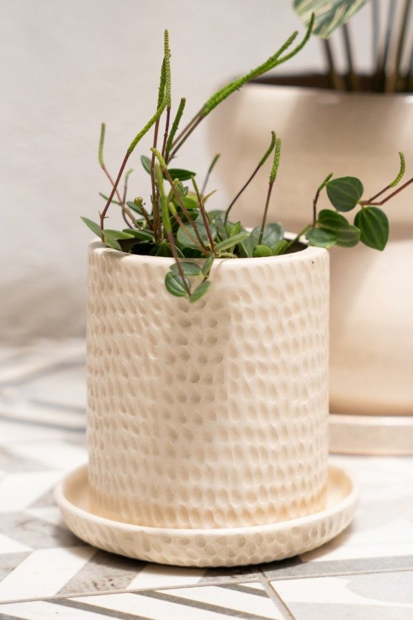 Producto - Peperomia Angulata