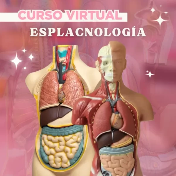 Producto - Esplacnología