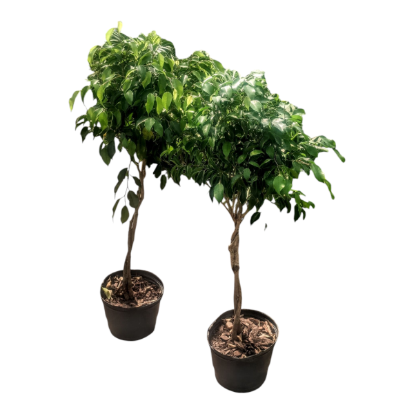 Producto - Ficus benjamina trenzado - 7 litros