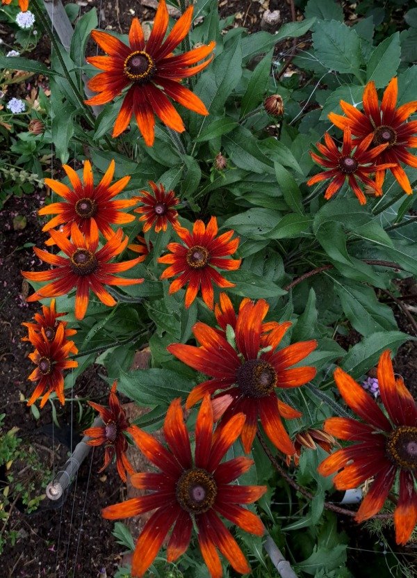 Producto - Rudbeckia Cappuccino