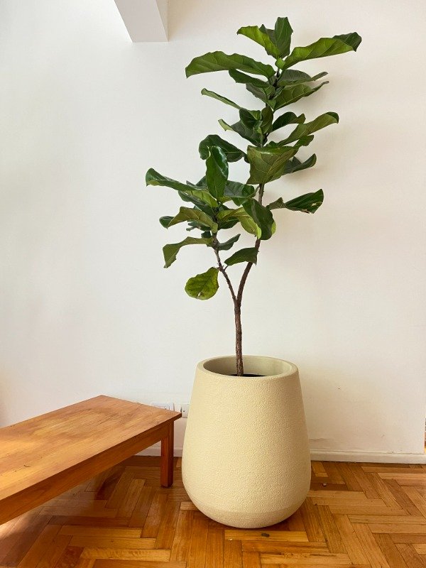 Producto - Pandurata Lyrata Gigante