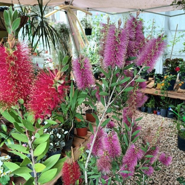 Producto - Limpiatubos Callistemon - 0