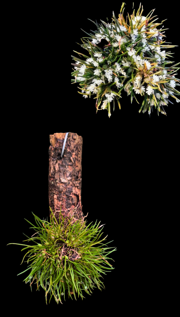 Producto - Capanemia Micromera