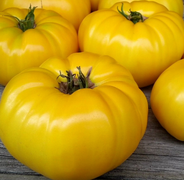 Producto - SEMILLAS DE TOMATE 1884 YELLOW