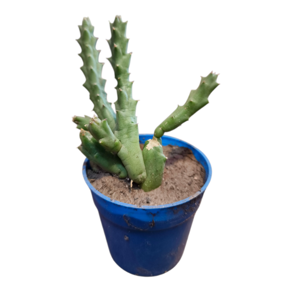 Producto - Orbea variegata