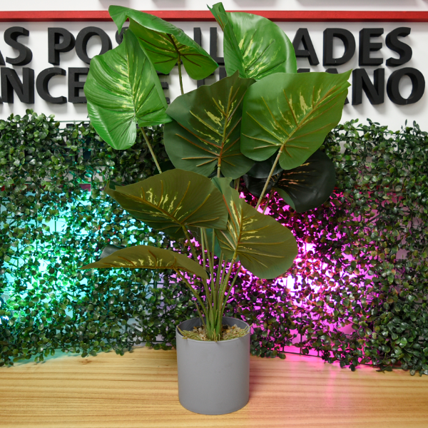 Producto - MACETA CON PLANTA 55CM 51828
