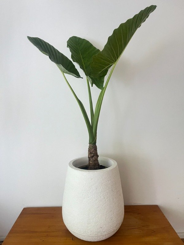 Producto - Oreja de Elefante Extra grande