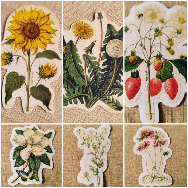 Producto - Pack botánicos