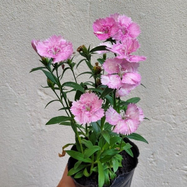 Producto - Clavelina