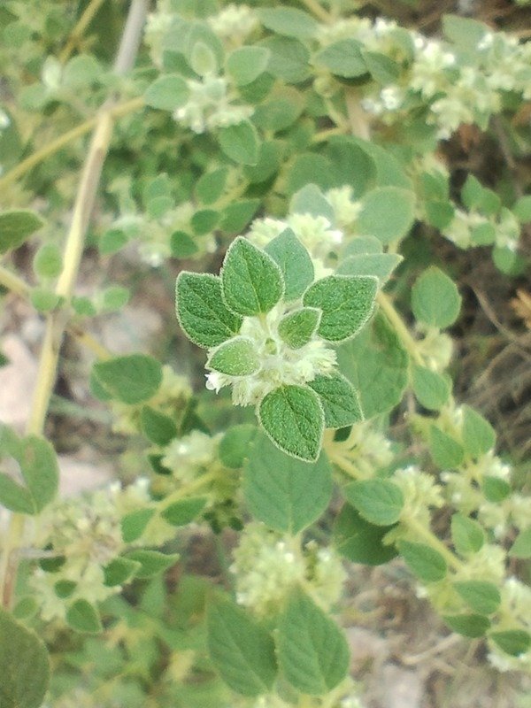 Producto - PEPERINA (Minthostachys verticillata)