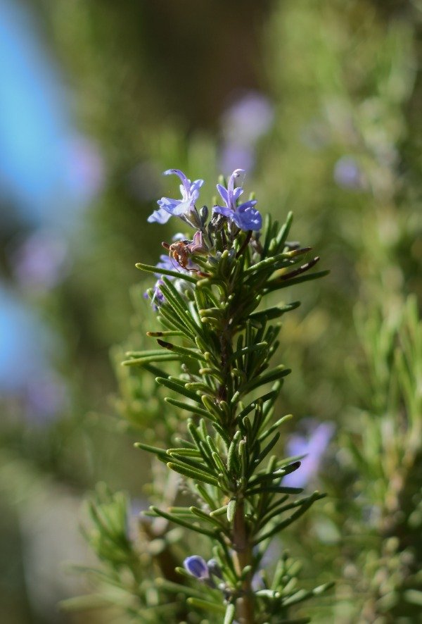 Producto - Desodorante Natural - 2