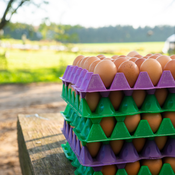 Producto - Mapple de Huevos La Recria