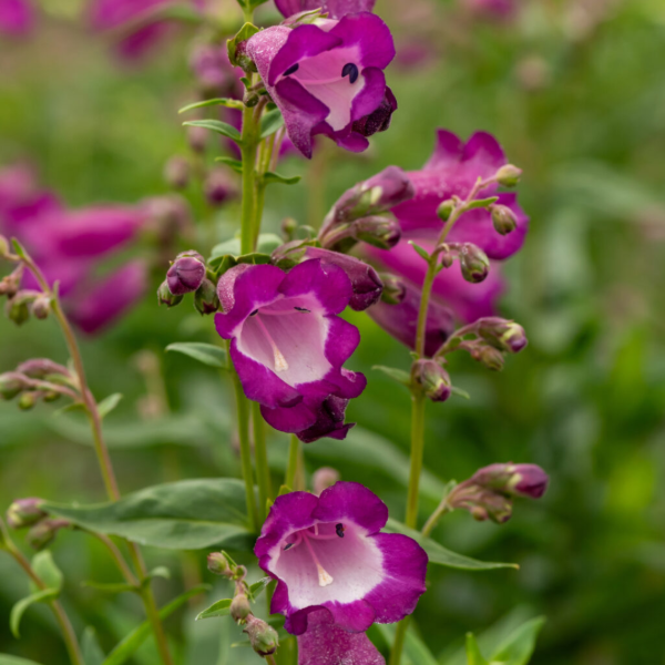Producto - Penstemon Hartweggi
