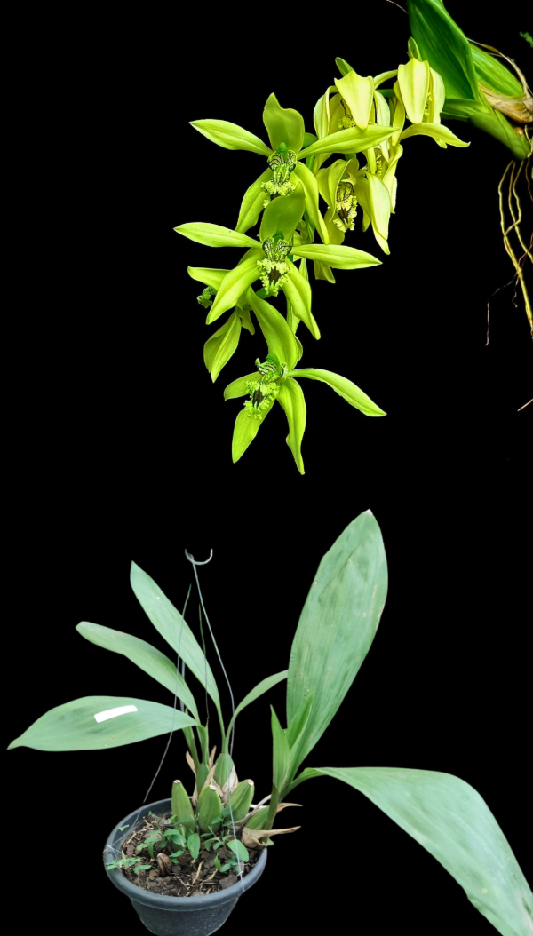 Producto - Coelogyne Pandurata
