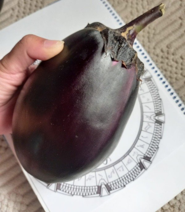 Producto - BERENJENA SALOMON GIGANTE