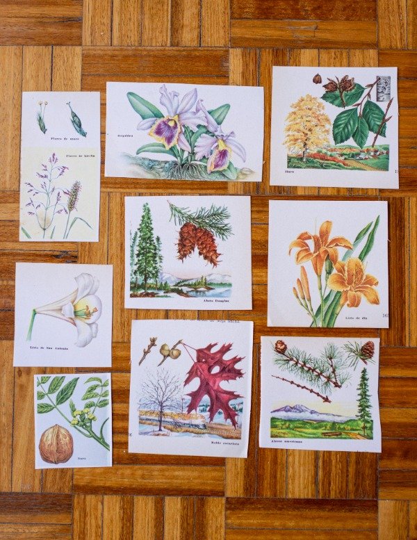 Producto - Recortes Flora