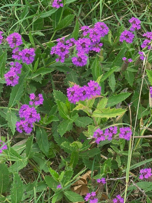 Producto - VERBENA RIGIDA