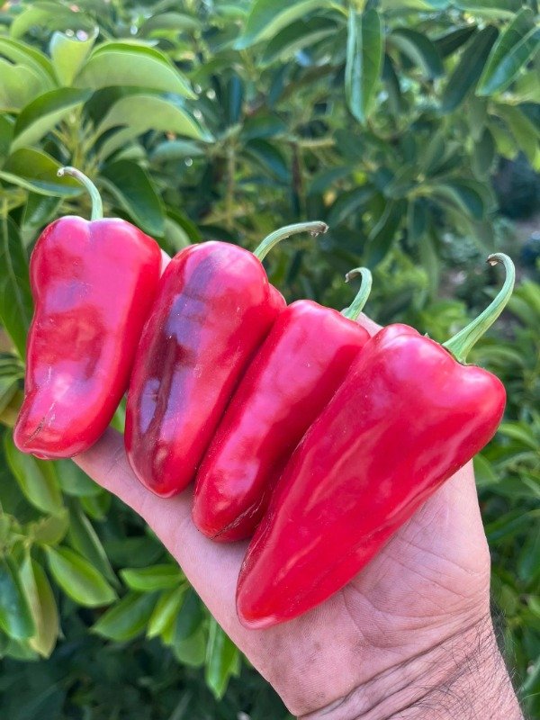 Producto - SEMILLAS DE AJI SALATIGA VARIEGATED X CORNO DI TORO DULCE PICOR LEVE