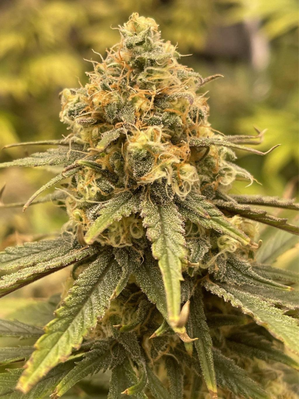 Producto - Og Kush x3 - ADN Seeds