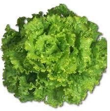 Producto - Plantines agroecologicos de lechuga crespa