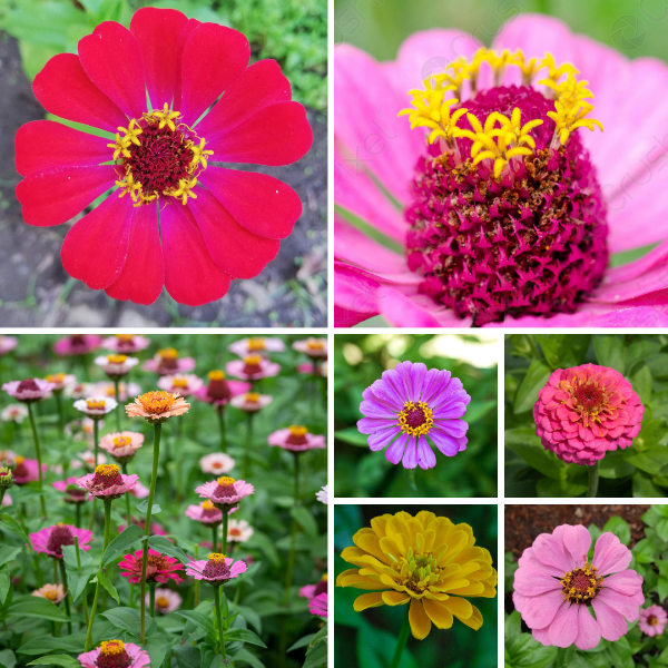 Producto - Zinnia mix