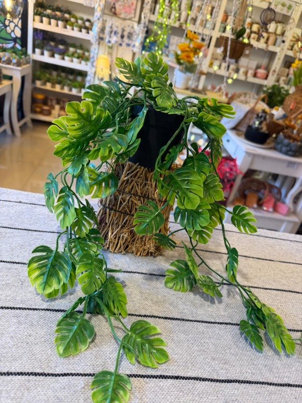 Producto - Caida Monstera con maceta 50 cm ( Efectivo: 14.000)