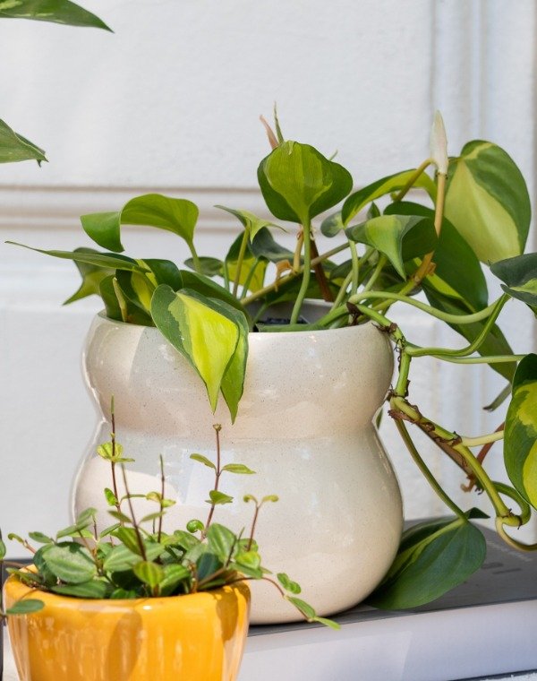 Producto - Cordatum Brasil