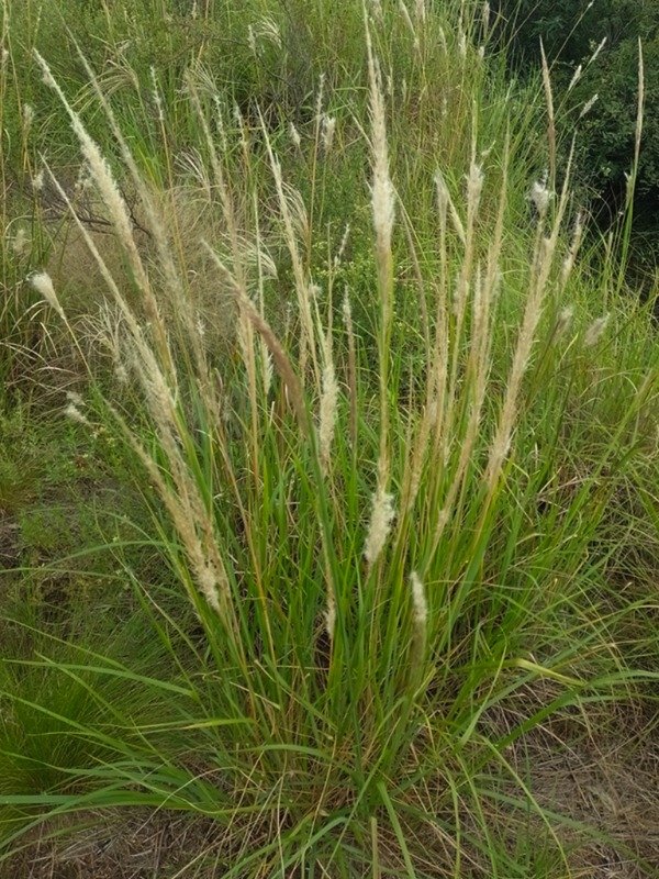 Producto - PAPPOPHORUM PAPPIFERUM