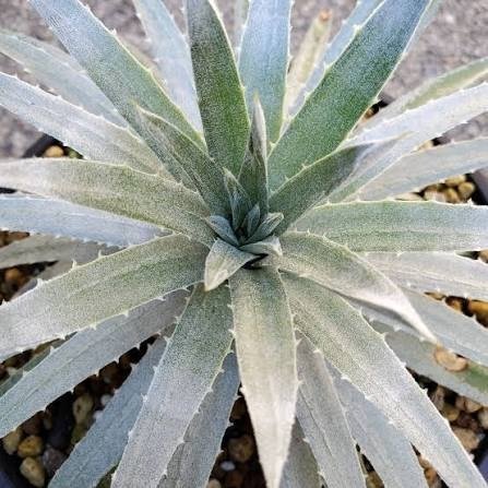 Producto - Dyckia sp 1,5 L - 0