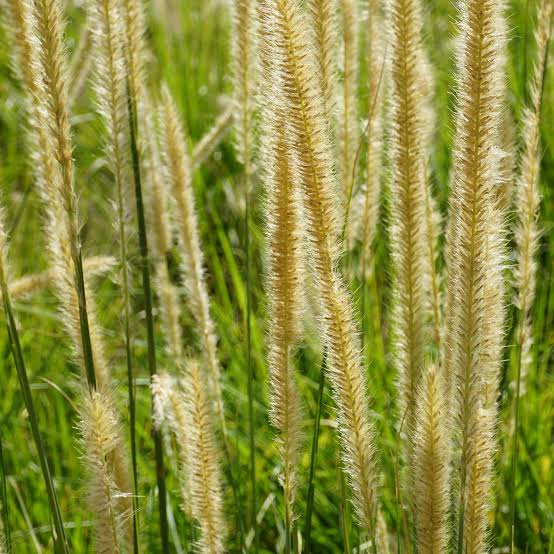 Producto - Pennisetum macrourum 2 L - 0