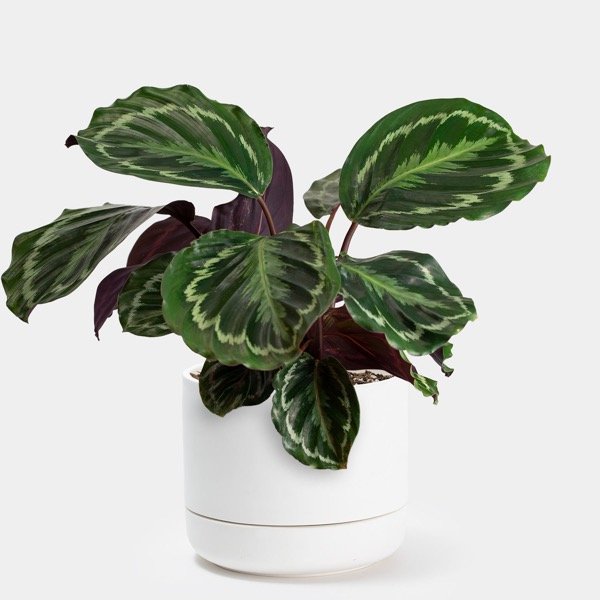 Producto - Calathea Medallion