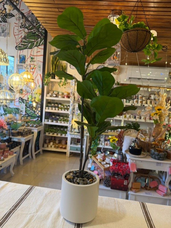 Producto - Ficus lyrata 80cm - (Efectivo: 66.000)