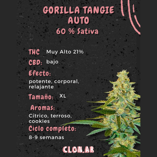 Producto - SEMILLA CLONAR GORILLA TANGIE