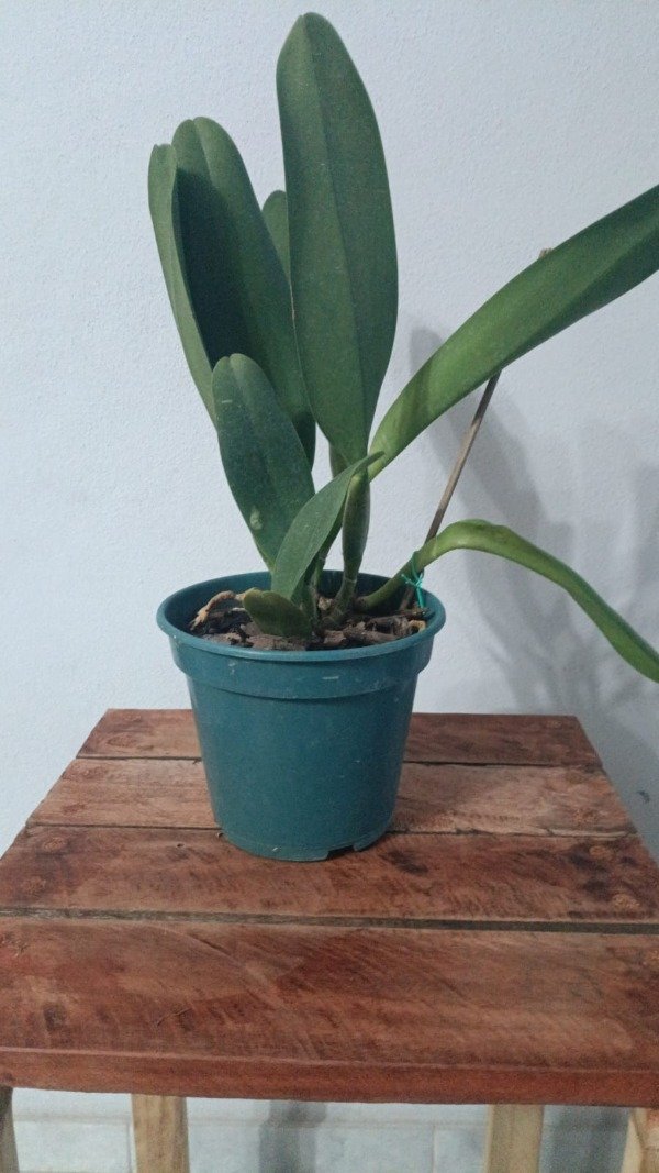 Producto - Rlc. Bangkok Sunlight - 4