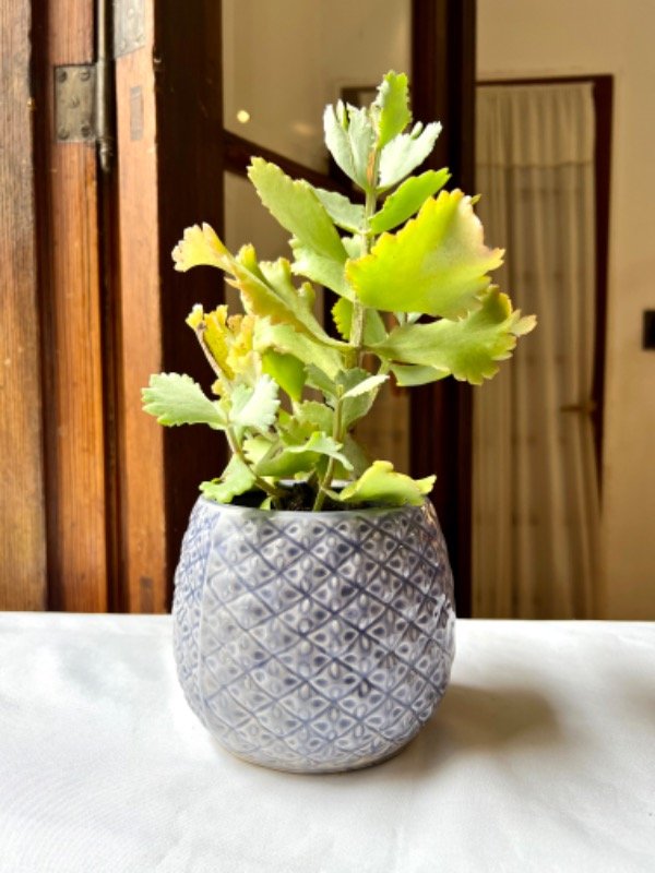 Producto - Maceta rombo azul con planta