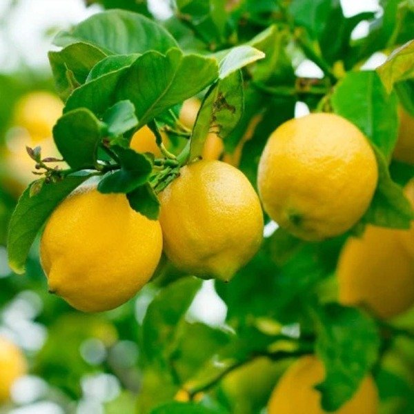 Producto - Limonero