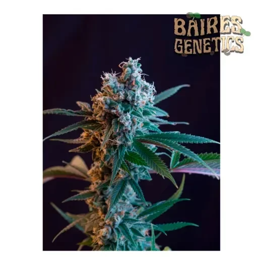 Producto - San Fernando Valley x 3 - Foto - Baires Genetics