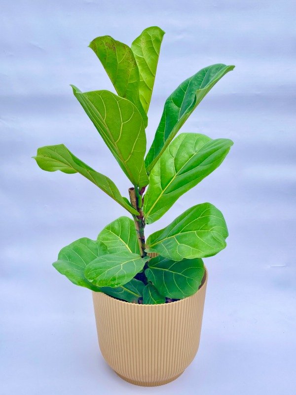 Producto - Pandurata en maceta de 3 LT + maceta Milán N25