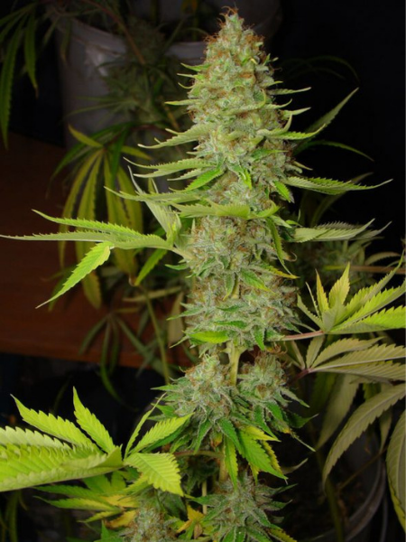 Producto - Lemon Blue Cheese Auto x5 - Silver River Seeds