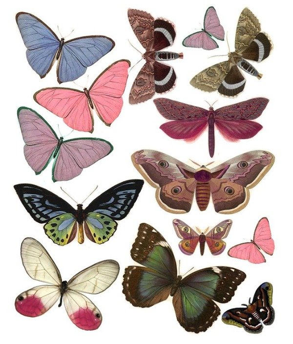 Producto - Mariposas